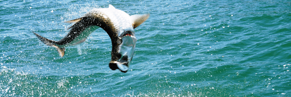 Boca Grande Tarpon Fishing Charter