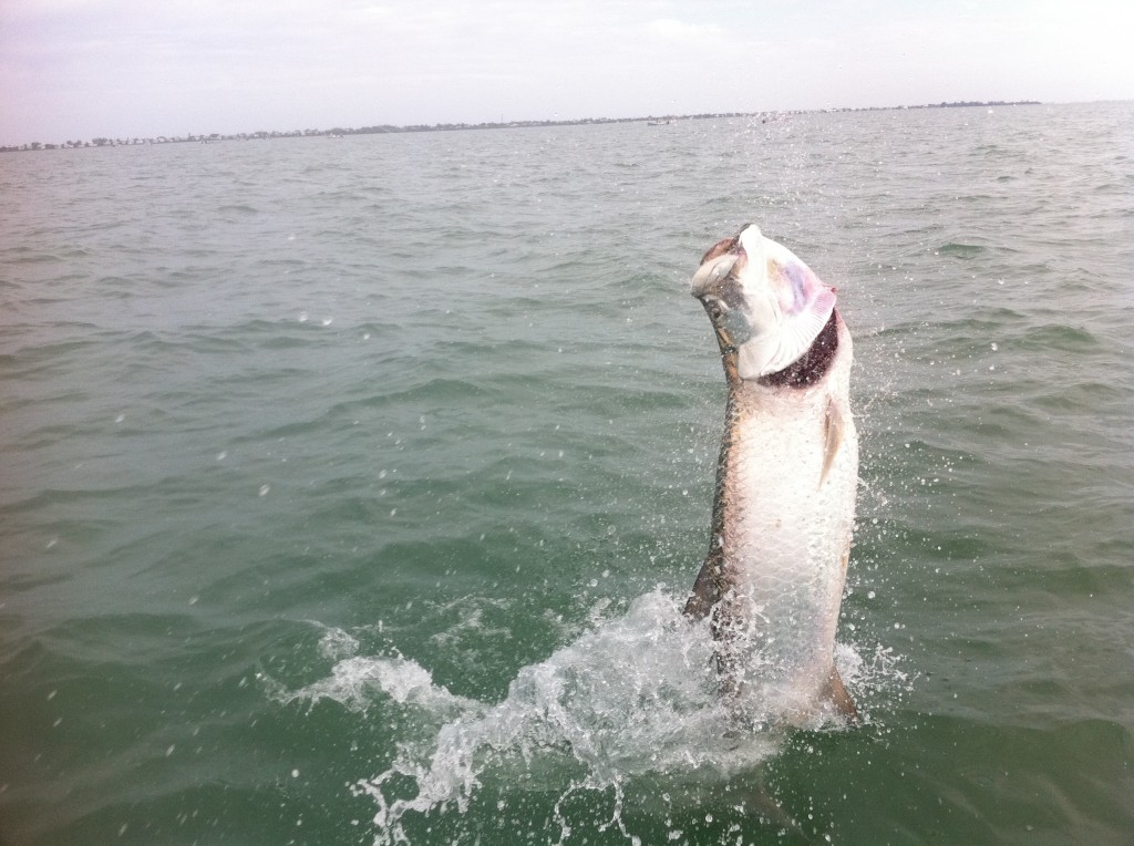 2013 tarpon fishing season