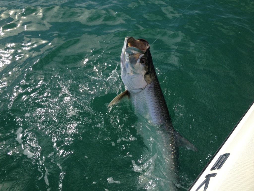 Boca Grande tarpon fishing up close jumper