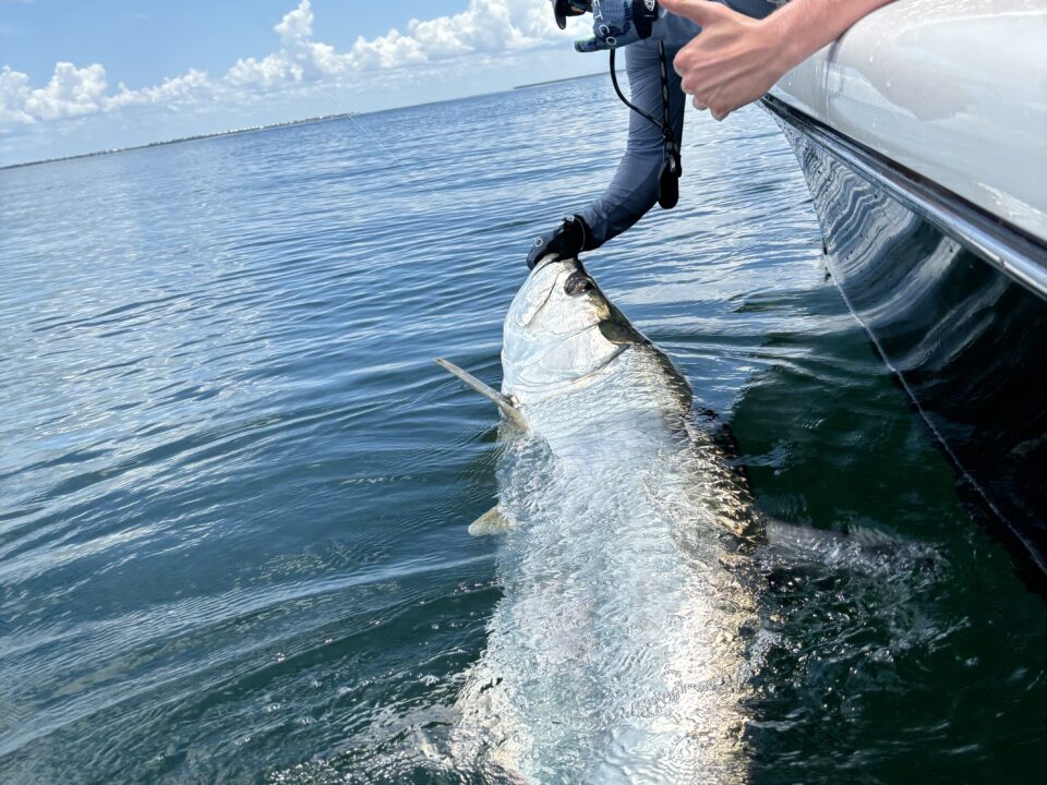 Big Boca Grande tarpon boat side with the client smiling and giving a thumbs for his awesome catch