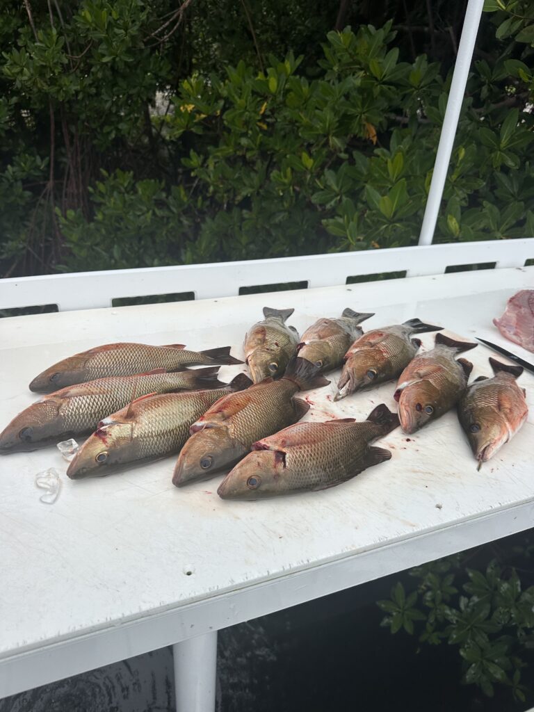 Snapper are top table fare and are often caught in October