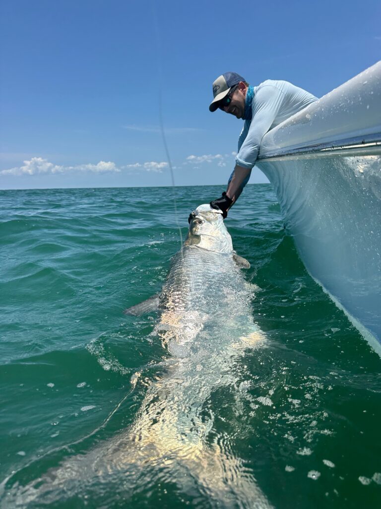 Captain Danny releasing a giant Tarpon in Boca Grande Captain Danny releasing a large Tarpon beside the boat during a Boca Grande fishing charter