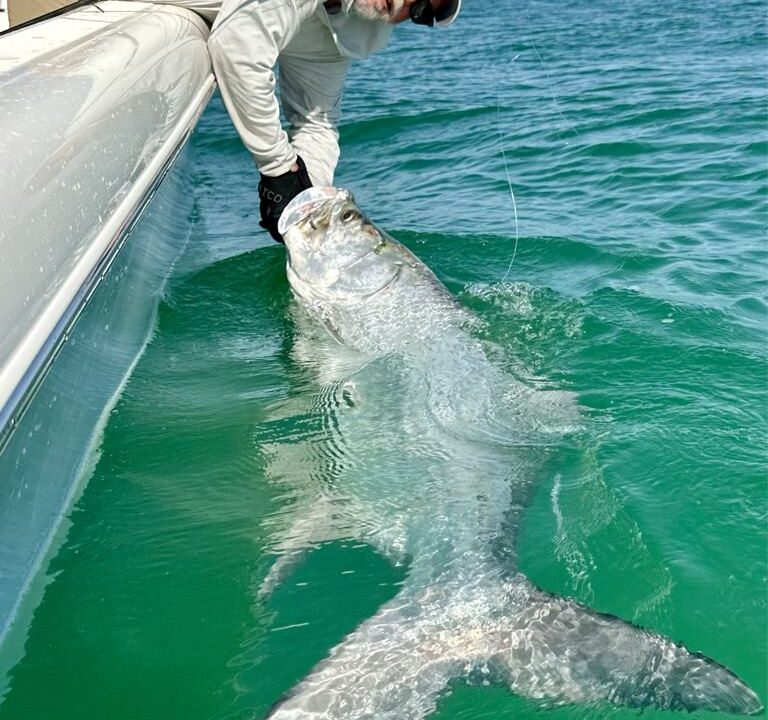 Boca Grande tarpon released during 2026 hill tide fishing with ReelFishing Charters