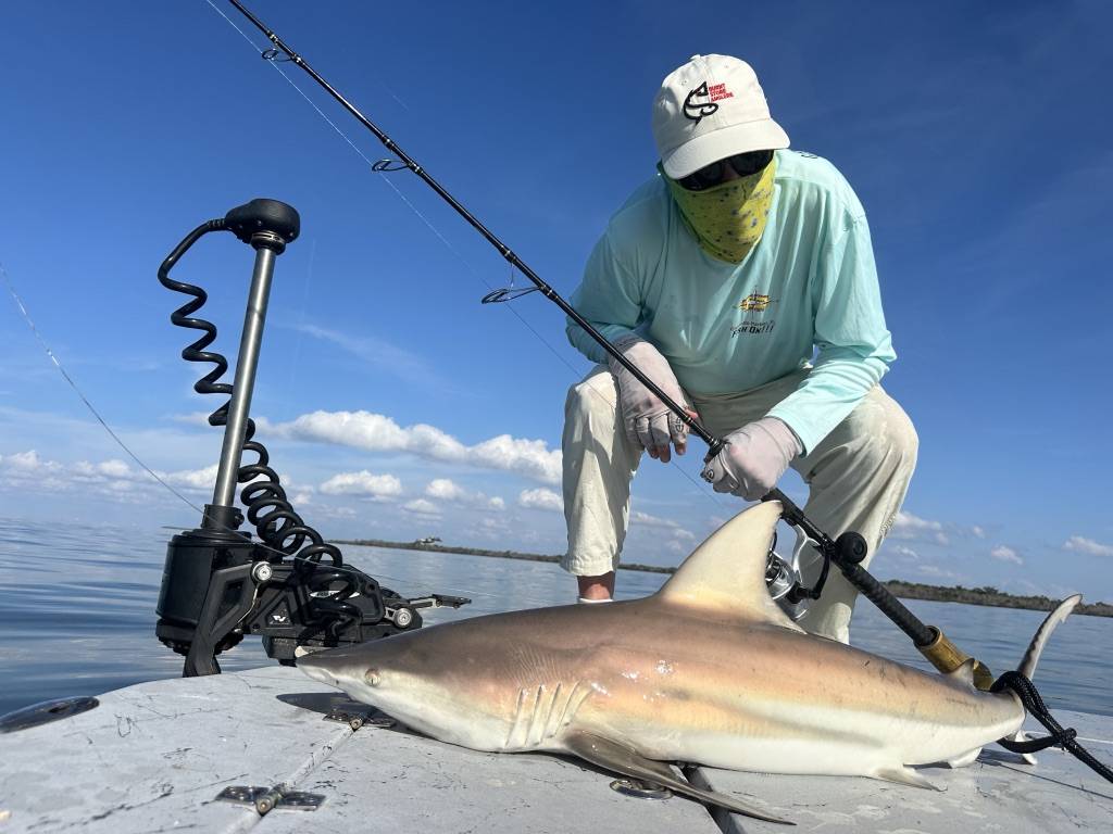 Blacktip Shark Caught on a Boca Grande & Punta Gorda Shark Charter Angler landing a Blacktip Shark during a Boca Grande and Punta Gorda shark fishing charter