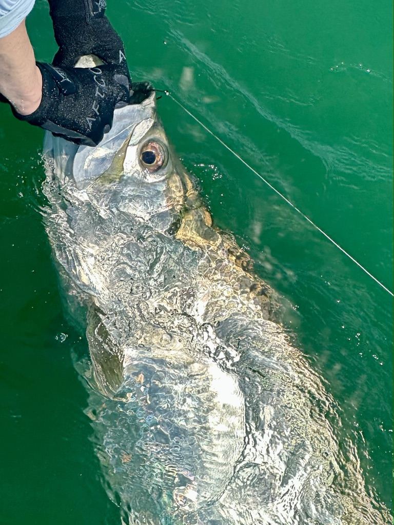 Boca Grande Tarpon Close-Up During Hill Tide Close-up of Boca Grande tarpon during hill tide fishing season release