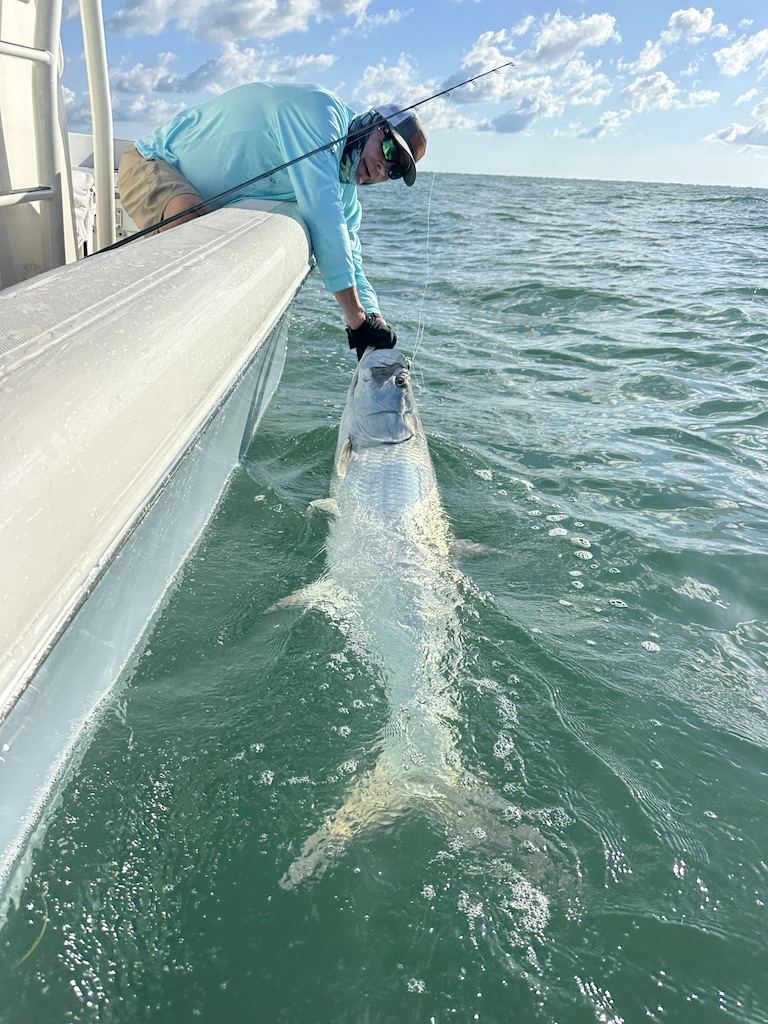 Boca Grande Tarpon Released During 2026 Hill Tide Angler landing a Boca Grande tarpon during hill tide season with ReelFishing Charters.