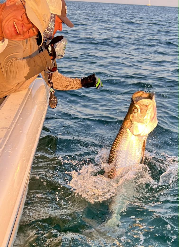 Port Charlotte Tarpon Fishing Charter in Charlotte Harbor Tarpon jumping beside the boat during a Port Charlotte fishing charter in Charlotte Harbor, Florida
