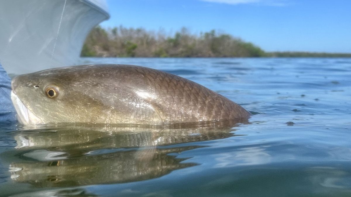 Underwater release shot of a Redfish during an inshore fishing charter with ReelFishing Charters in Boca Grande and Punta Gorda.