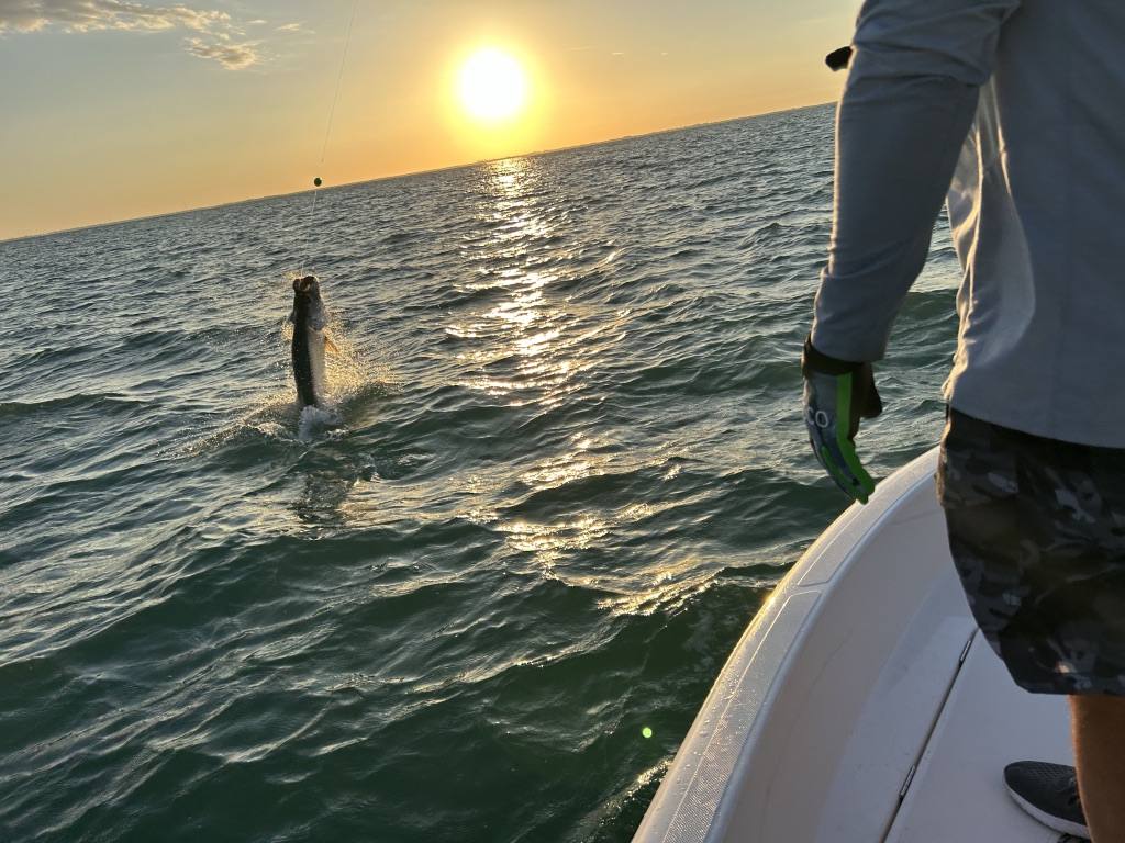 Sunset Tarpon Action Across Southwest Florida Angler battling a powerful game fish on a Southwest Florida fishing charter