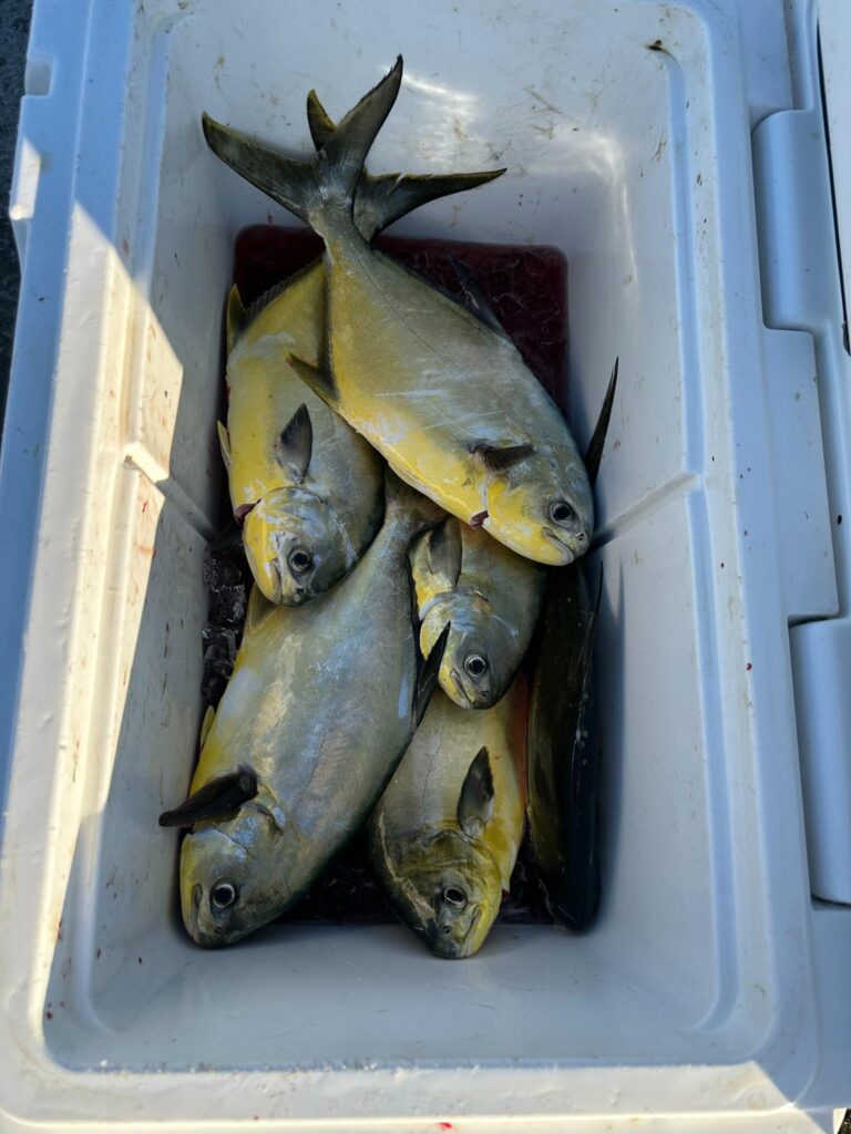January 2026 Pompano Fishing Report – Southwest Florida Pompano catch stored on ice after a January 2026 fishing charter with ReelFishing Charters in Southwest Florida.
