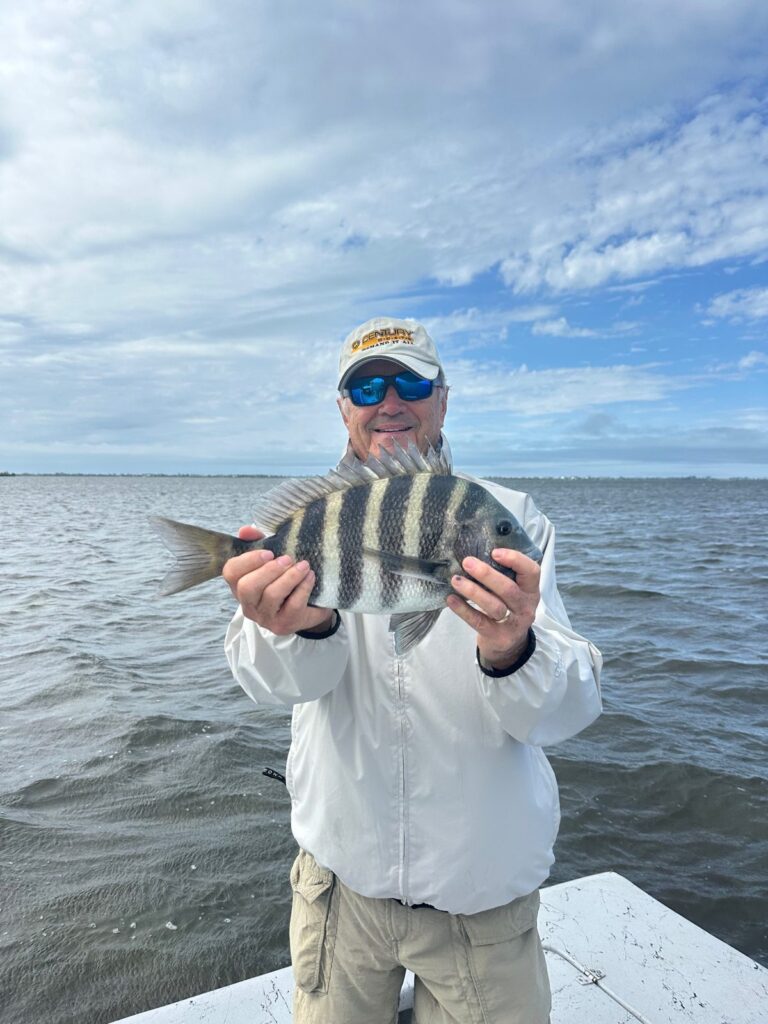 February 2026 Charlotte Harbor Sheepshead Fishing Sheepshead caught during a February fishing charter in Charlotte Harbor Florida