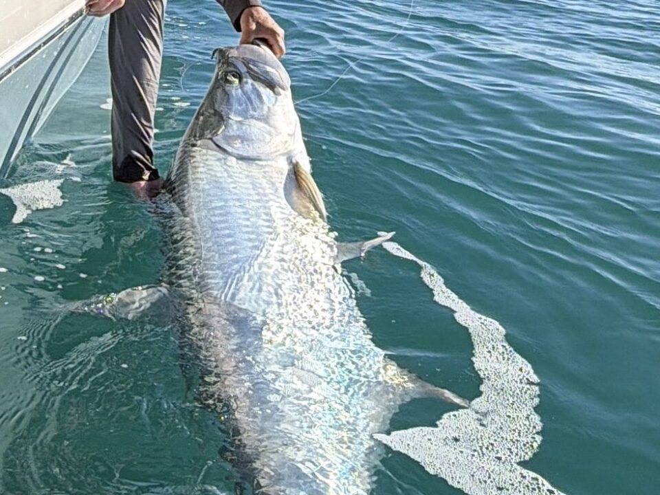Tarpon caught and released near Boca Grande during April tarpon fishing season
