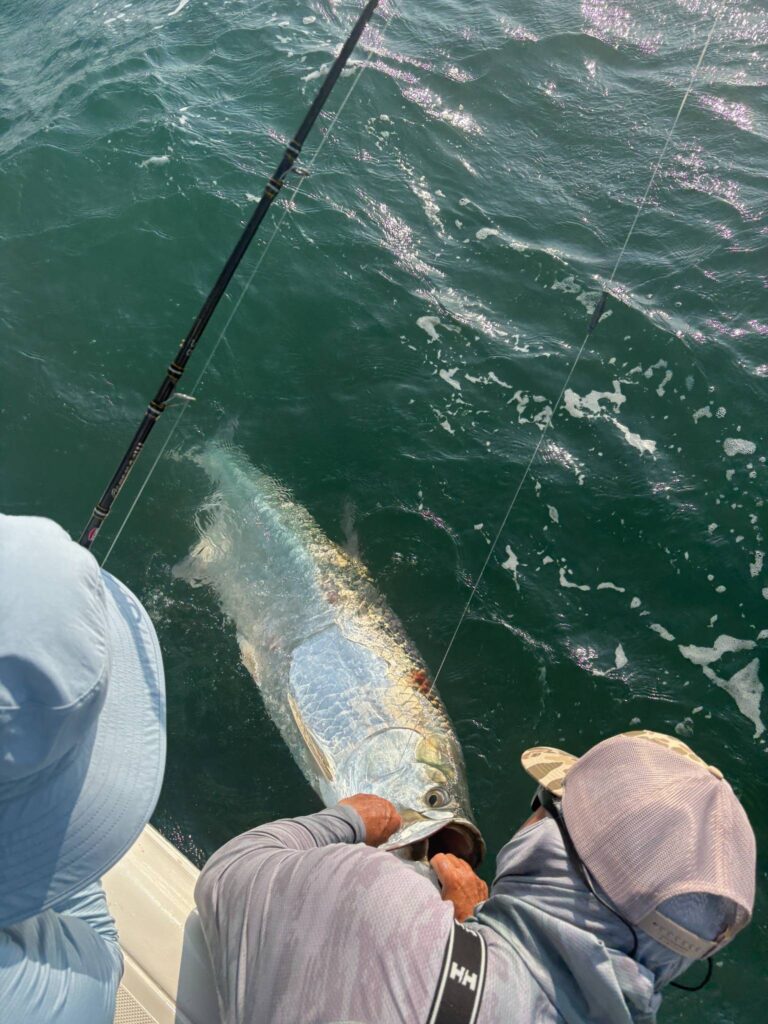 Boca Grande Pass Tarpon Release – May Fishing Report Tarpon release in Boca Grande Pass during May tarpon season Southwest Florida