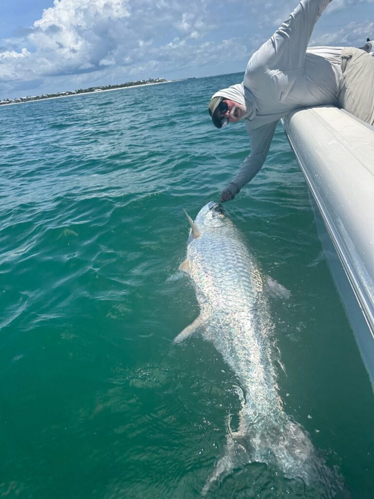 Boca Grande Tarpon Fishing Charter June 2026 Client releasing a trophy tarpon during a Boca Grande tarpon fishing charter in June 2026.