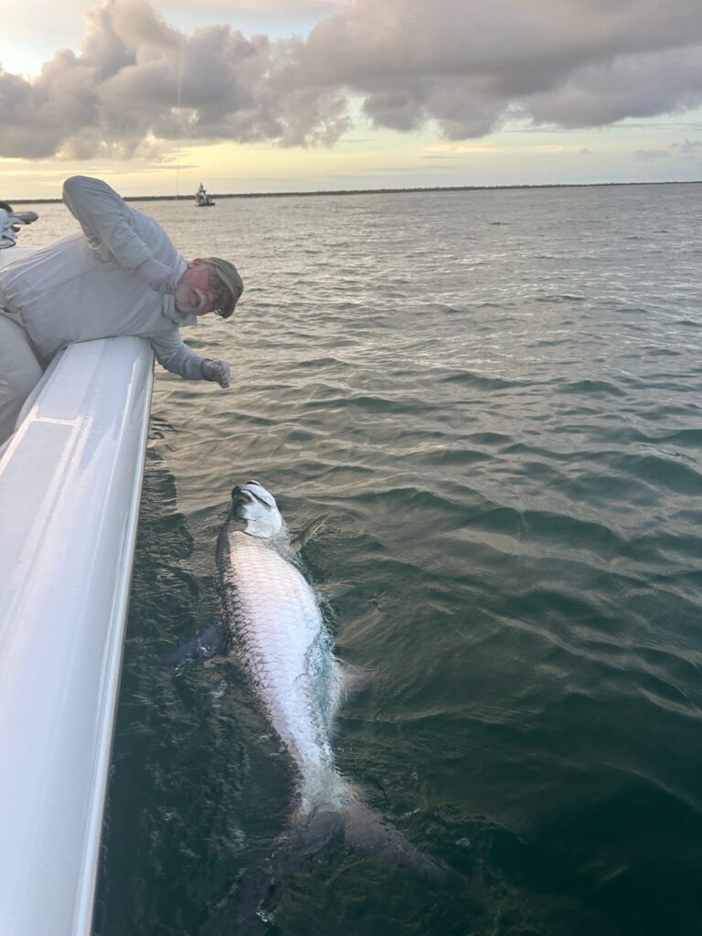 Punta Gorda Tarpon Fishing Charter Charlotte Harbor June 2026 Client releasing a tarpon during a Punta Gorda fishing charter in Charlotte Harbor.