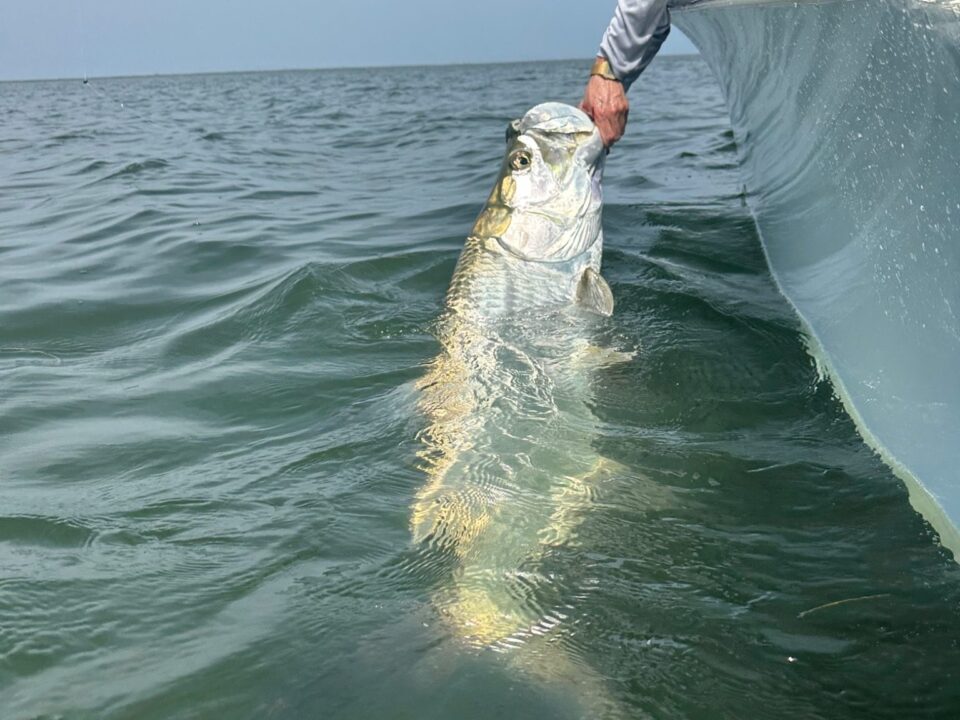 Captain Danny Latham safely releases a giant post-spawn tarpon during an August fishing charter near Boca Grande Pass.
