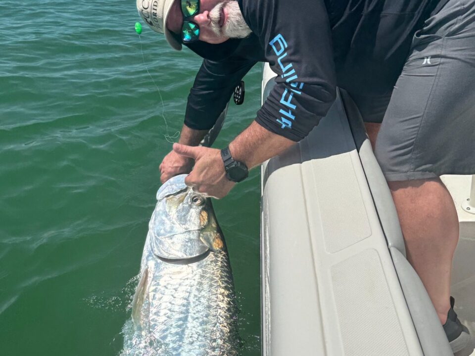 Captain Danny Latham releasing a giant post-spawn tarpon during a July fishing charter in Boca Grande Pass, Florida.